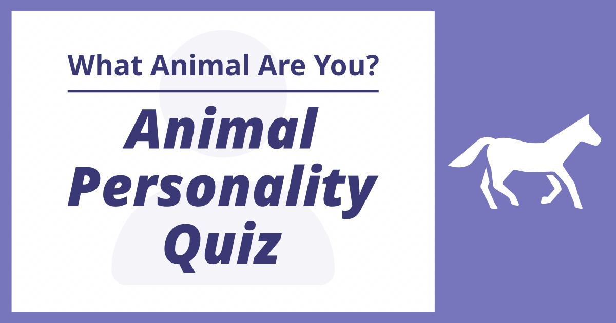 Animal Personality Quiz