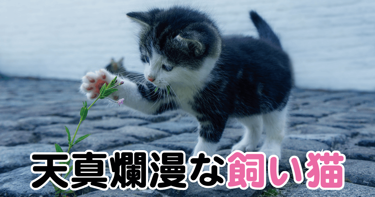 天真爛漫な飼い猫